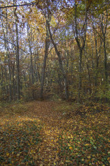 Obraz premium Autumn landscape in Rodopi, Bulgaria. Colorful autumn forest.