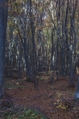 Autumn landscape in Rodopi, Bulgaria. Colorful autumn forest.