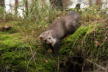 Stone Marten Martes foina Erxleben