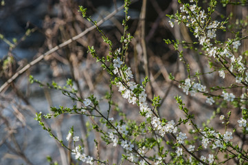 Blooming tree with pink flowers in spring. Springtime.