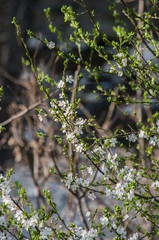 Blooming tree with pink flowers in spring. Springtime.