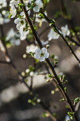 Blooming tree with pink flowers in spring. Springtime.