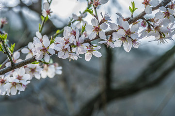 Blooming tree with pink flowers in spring. Springtime.