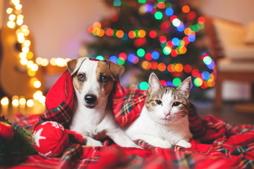 Cat and dog under a christmas tree