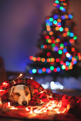 Sleeping dog under christmas tree © Tatyana Gladskih