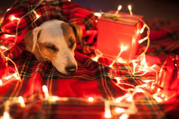 Sleeping dog under christmas tree