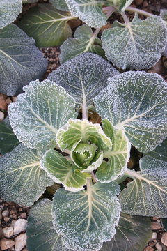 Gelo su cavolo verde nell'orto in inverno