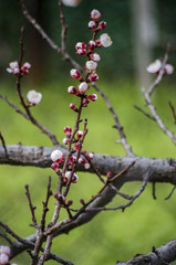 Blooming tree with pink flowers in spring. Springtime.