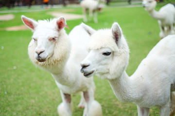 Obraz premium Beautiful white alpaca in the grass field for animal background or texture.