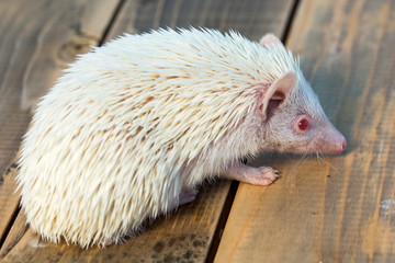 African albino hedgehog