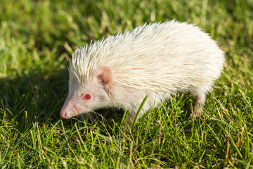 Hedgehog in the green grass ,African pygmy hedgehog