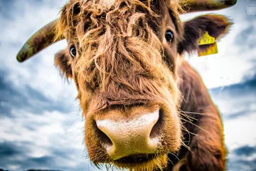Hochlandrinder Sauerland Natur Wiese Kuh © Stephan Peters