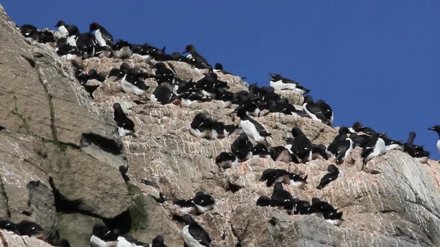 daily life of thick-billed murres on ledges of rocks
