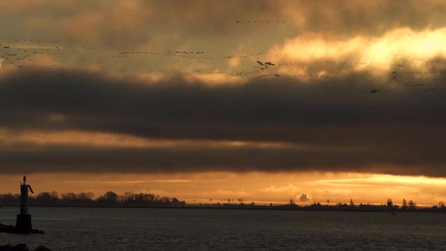 Dawn Snowgeese, Garry Point, zoom 4K UHD. A flock of Snowgeese fly across the Fraser River at dawn. 4K. UHD.

