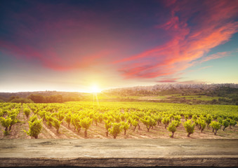 Naklejka premium Red wine with barrel on vineyard in green Tuscany, Italy