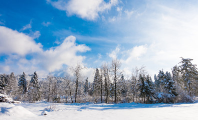 Beautiful Winter landscape with snow covered trees.