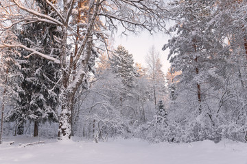 Frosty Landscape In Snowy Forest.Winter Forest Landscape. Beautiful Winter Morning In A Snow-Covered Birch Forest. Snow Covered Trees In The Winter Forest. Real Russian Winter. Snow-covered fir