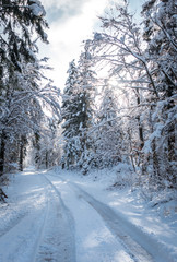 Snow covered road in the winter forest.
