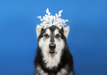 Cute malamute dog with paper snowflake on a head