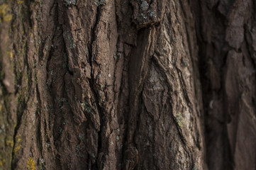 Wood