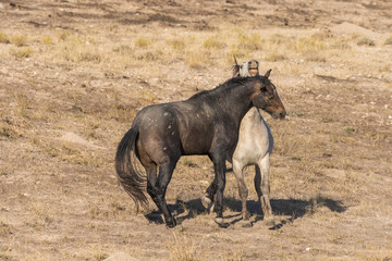 Wild Horse Stallions Fighting