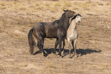 Wild Horse Stallions Fighting