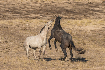 Wild Horse Stallions Fighting