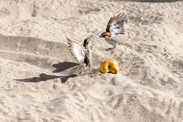 Fototapeta na wymiar Iago sparrows fighting over discarded apple on sand beach in Boa Vista, Cape Verde