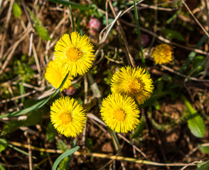 coltsfoot
