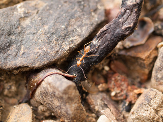 Ant