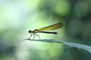 Yellow Damselfy/Dragon Fly/Zygoptera sitting in the edge of green leaf