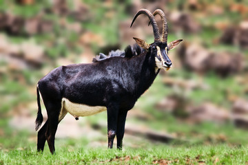 Sable anthelope bull standing proud and alerted. Hippotragus niger - 183773245