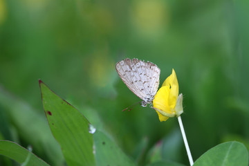 Butterfly Zizina otis indica/Lesser Grass Blue sits on the yellow flower (Arachis pintoi)