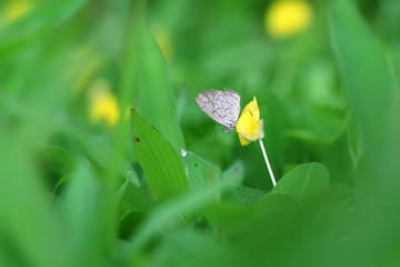 Butterfly Zizina otis indica/Lesser Grass Blue sits on the yellow flower (Arachis pintoi)