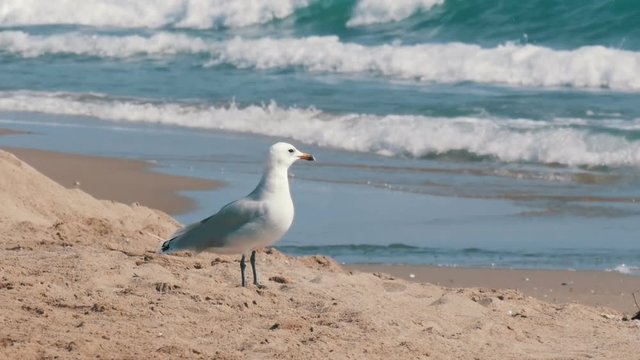Seagull walking on sand by the sea shore with waves