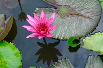 beautiful pink lotus