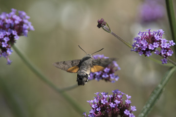 Moro Sphinx sur un Buddleia