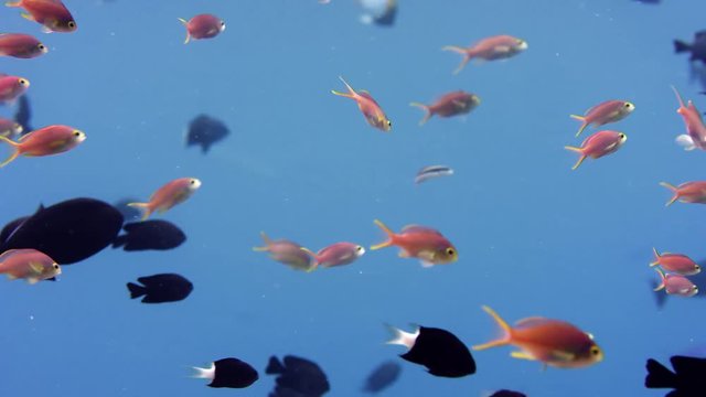 Sea Goldie, Anthias, Pseudanthias squamipinnis  in the blue water, WAKATOBI, Indonesia, slow motion