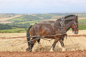Fototapeta na wymiar Shire horses ploughing
