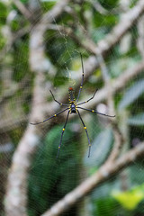 Spider on spider web