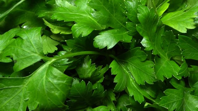 Bunch of parsley in rotation