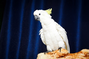 white parrot Cockatoo bird