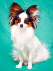 Continental Toy Spaniel dog