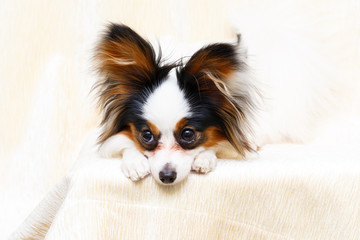 Continental Toy Spaniel dog