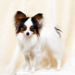 Continental Toy Spaniel dog