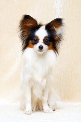 Continental Toy Spaniel dog