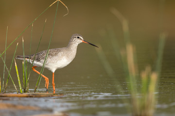 Spotter Redshank