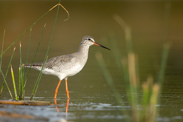 Spotter Redshank