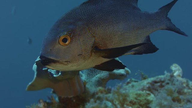 A Midnight Snapper (Macolor macularis) is swimming in a coral reef, WAKATOBI, Indonesia, slow motion