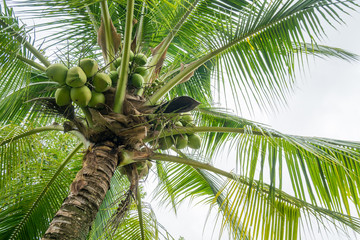 Fresh Coconut cluster on coconut tree